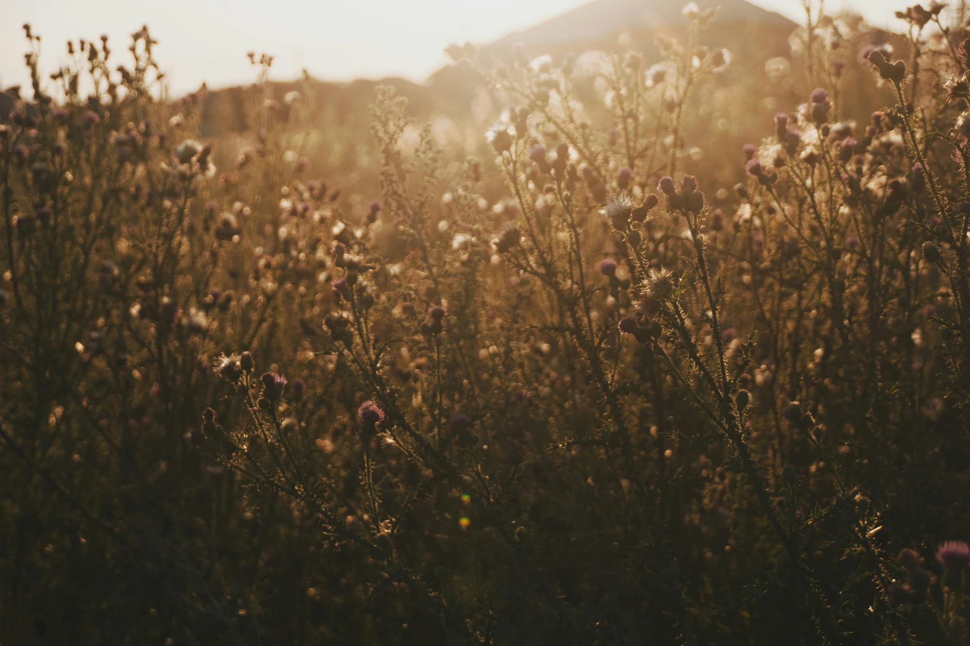 A sunlit wildflower meadow
